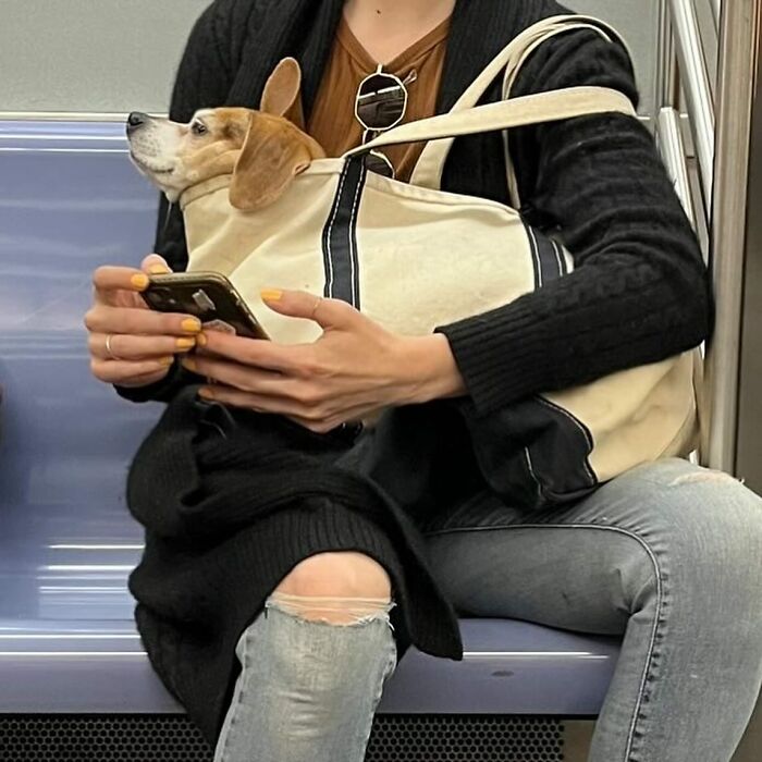 Dogs on the Go: 40 Bagged Pups Ready to Brighten Your Day