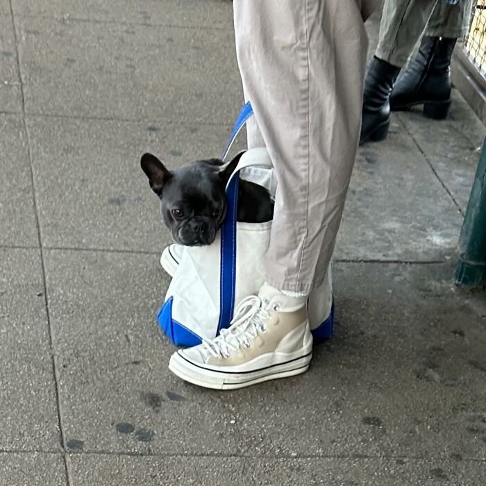 Dogs on the Go: 40 Bagged Pups Ready to Brighten Your Day