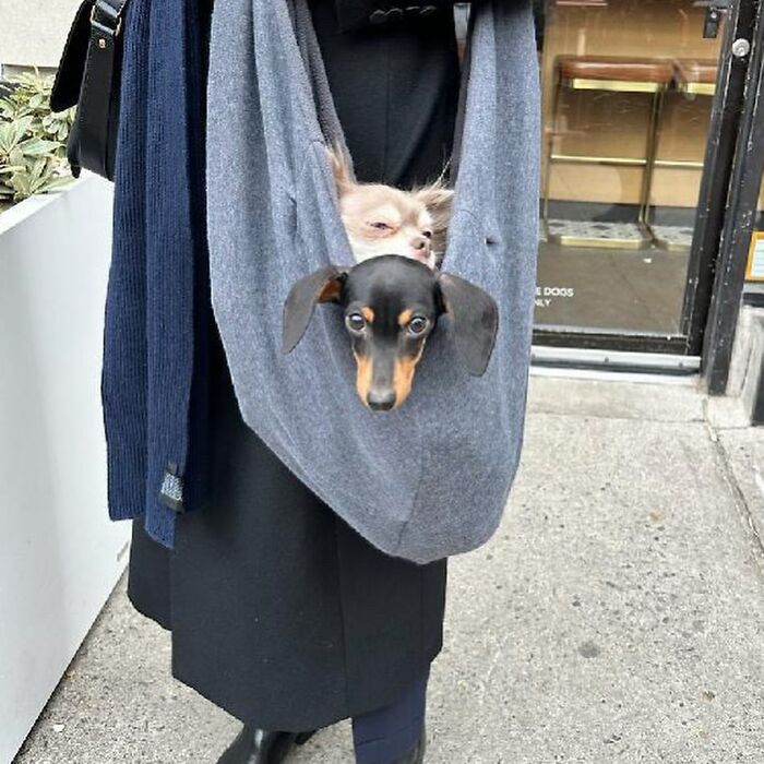 Dogs on the Go: 40 Bagged Pups Ready to Brighten Your Day