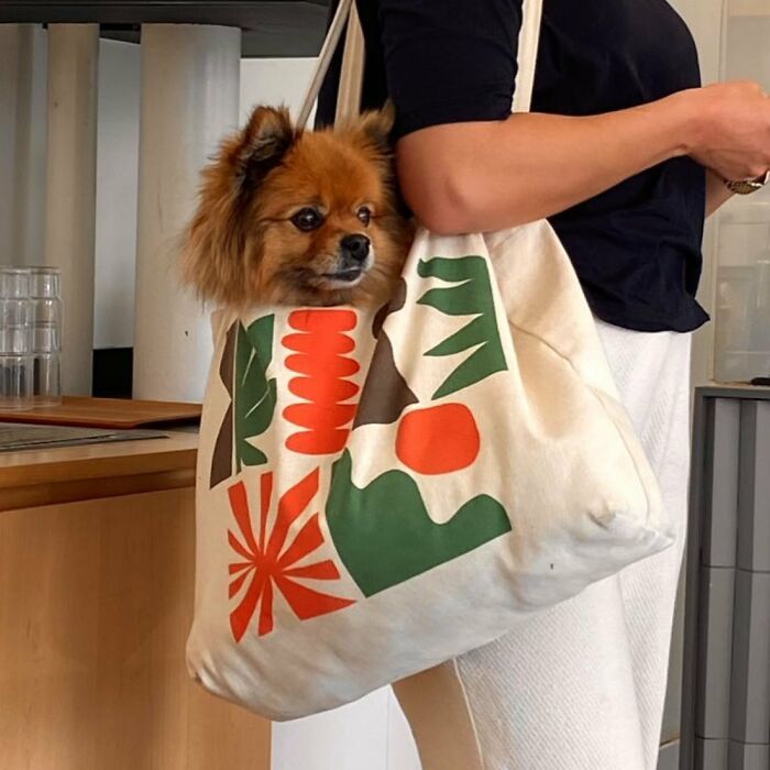 Dogs on the Go: 40 Bagged Pups Ready to Brighten Your Day