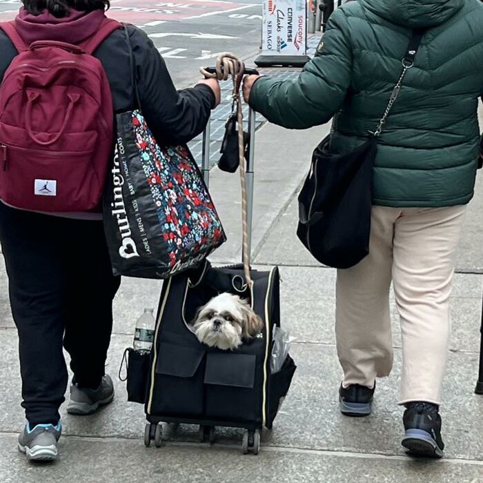 Dogs on the Go: 40 Bagged Pups Ready to Brighten Your Day