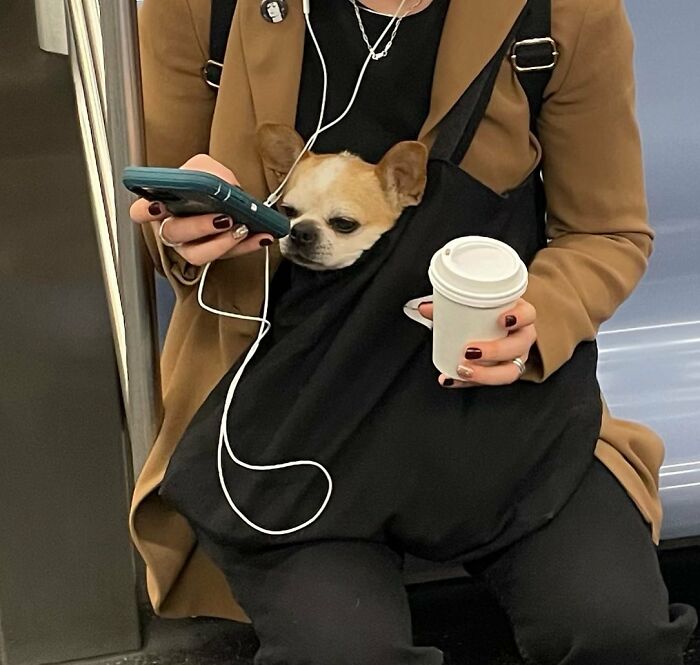 Dogs on the Go: 40 Bagged Pups Ready to Brighten Your Day