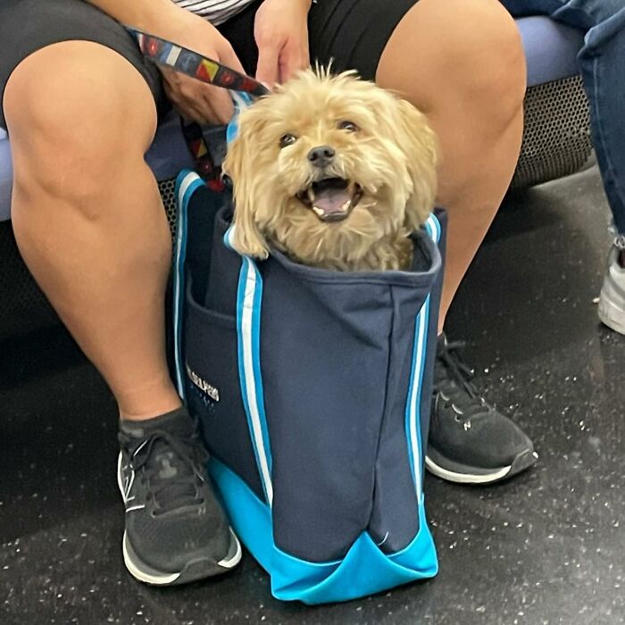 Dogs on the Go: 40 Bagged Pups Ready to Brighten Your Day
