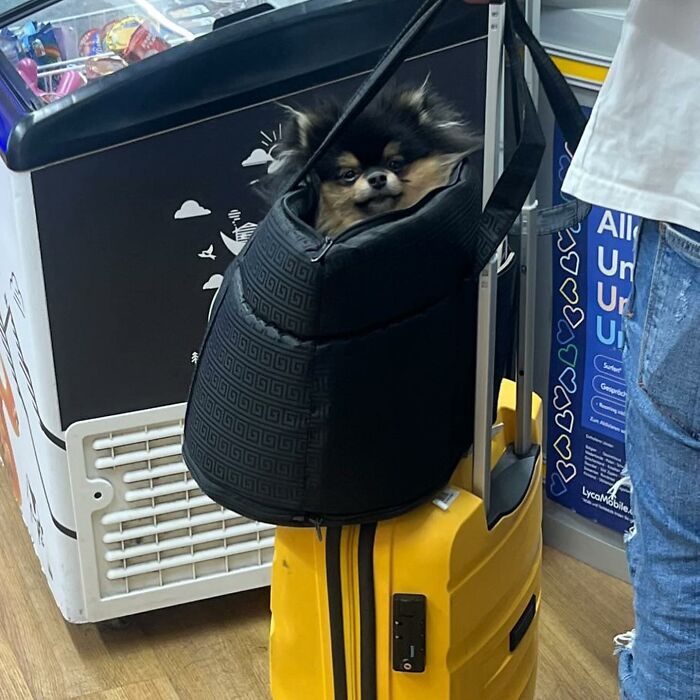 Dogs on the Go: 40 Bagged Pups Ready to Brighten Your Day