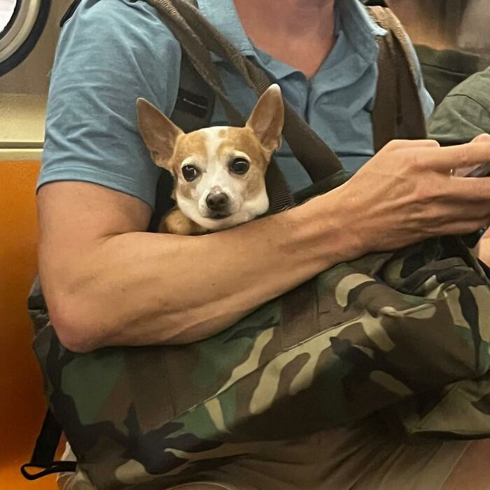 Dogs on the Go: 40 Bagged Pups Ready to Brighten Your Day