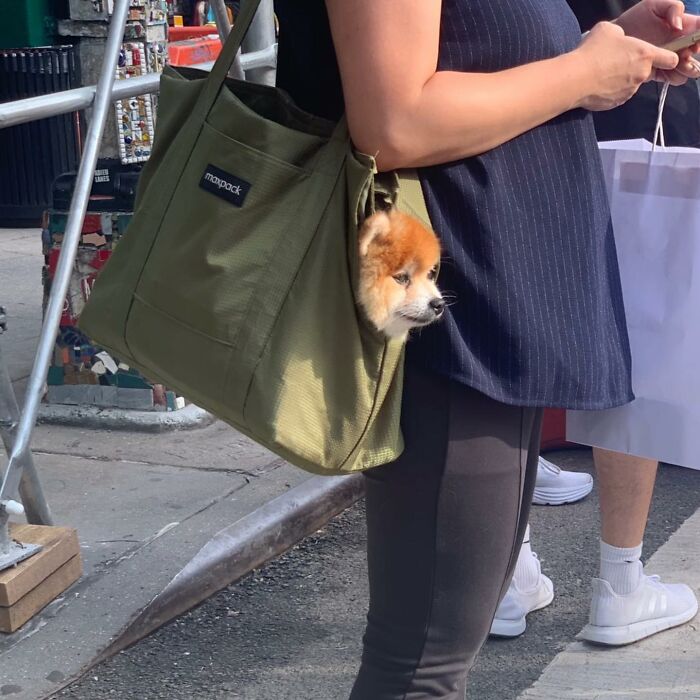 Dogs on the Go: 40 Bagged Pups Ready to Brighten Your Day