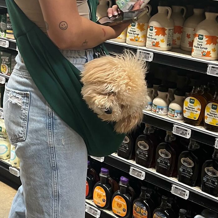 Dogs on the Go: 40 Bagged Pups Ready to Brighten Your Day