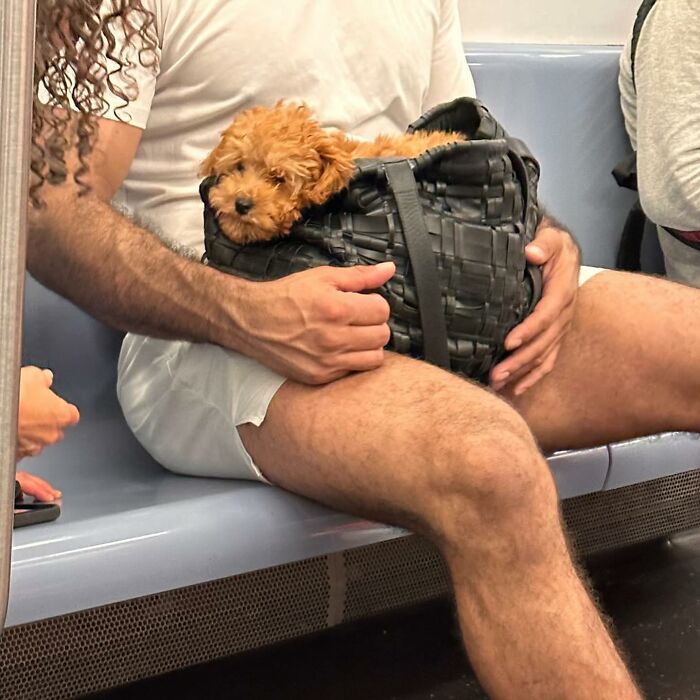 Dogs on the Go: 40 Bagged Pups Ready to Brighten Your Day