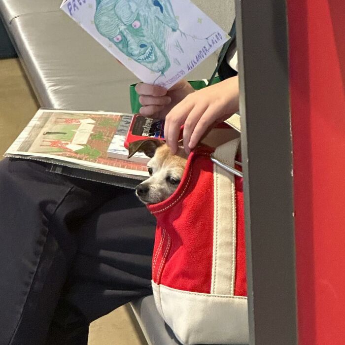 Dogs on the Go: 40 Bagged Pups Ready to Brighten Your Day