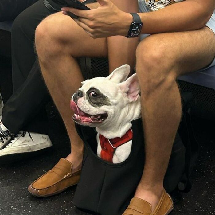 Dogs on the Go: 40 Bagged Pups Ready to Brighten Your Day
