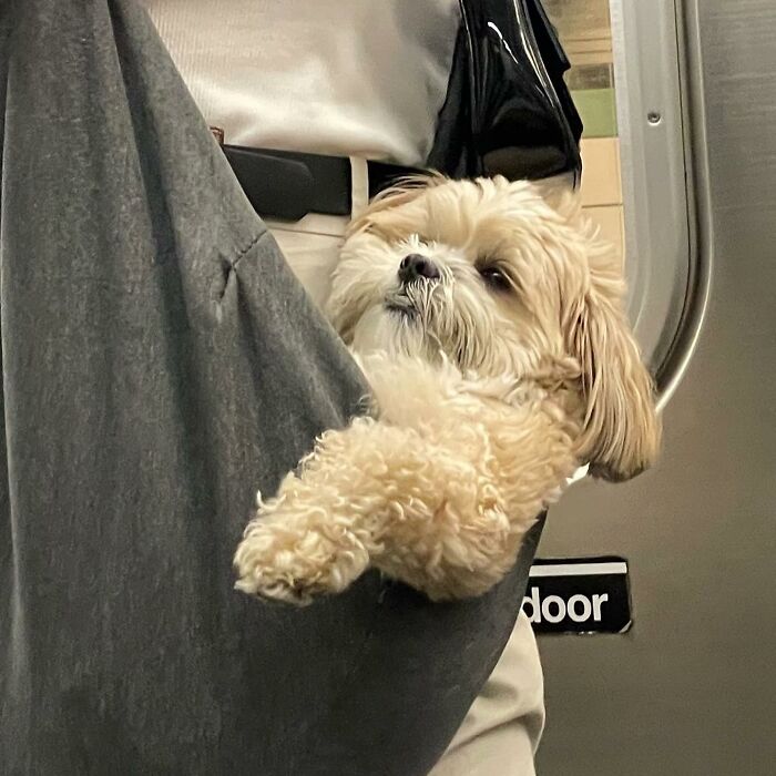 Dogs on the Go: 40 Bagged Pups Ready to Brighten Your Day