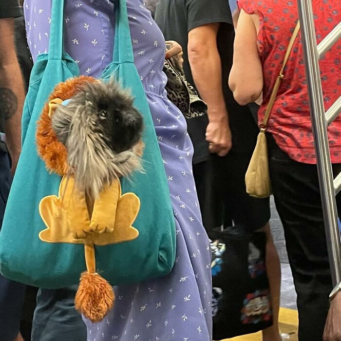 Dogs on the Go: 40 Bagged Pups Ready to Brighten Your Day