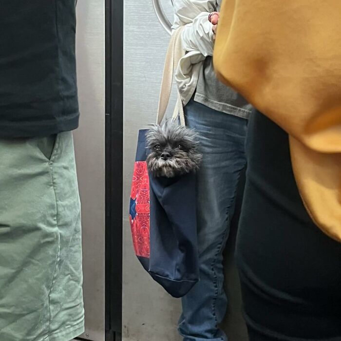 Dogs on the Go: 40 Bagged Pups Ready to Brighten Your Day