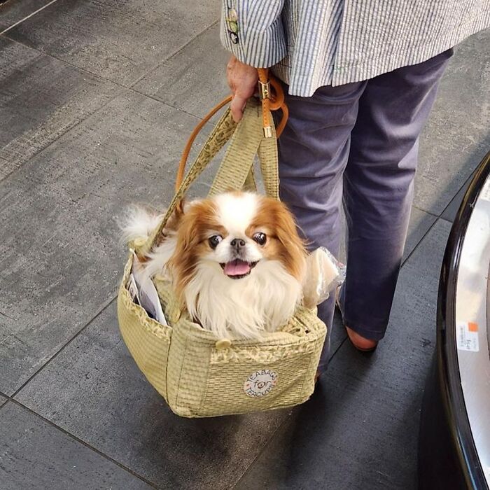 Dogs on the Go: 40 Bagged Pups Ready to Brighten Your Day