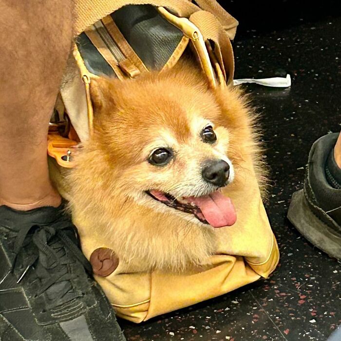 Dogs on the Go: 40 Bagged Pups Ready to Brighten Your Day