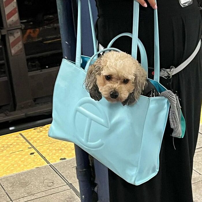 Dogs on the Go: 40 Bagged Pups Ready to Brighten Your Day