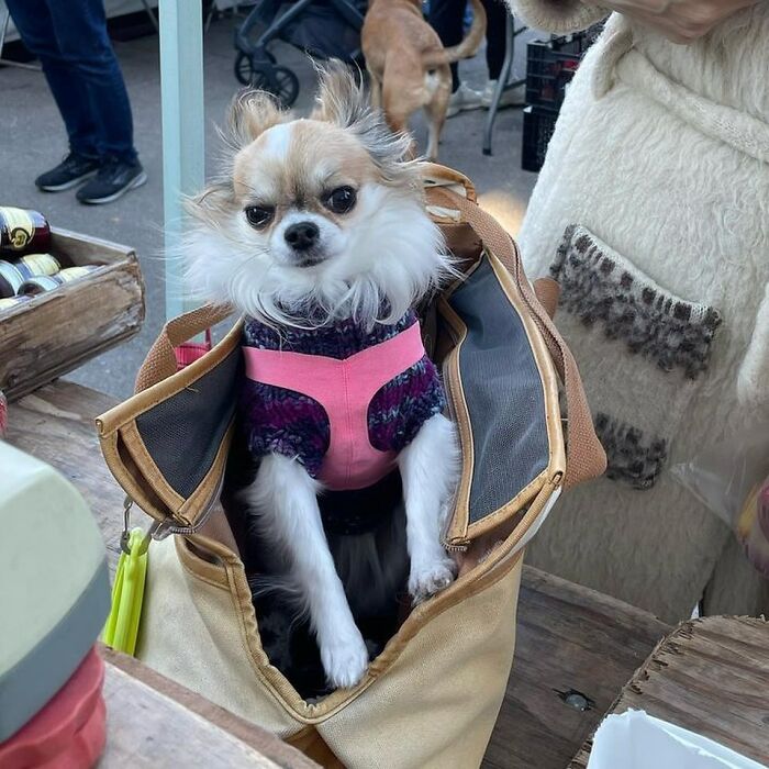 Dogs on the Go: 40 Bagged Pups Ready to Brighten Your Day