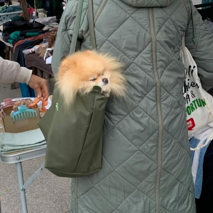 Dogs on the Go: 40 Bagged Pups Ready to Brighten Your Day