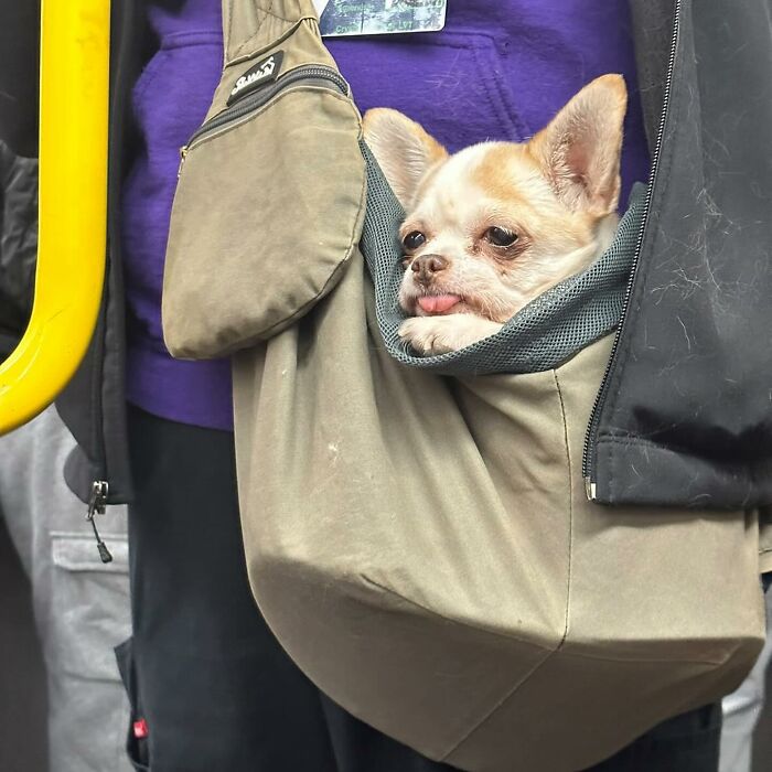 Dogs on the Go: 40 Bagged Pups Ready to Brighten Your Day