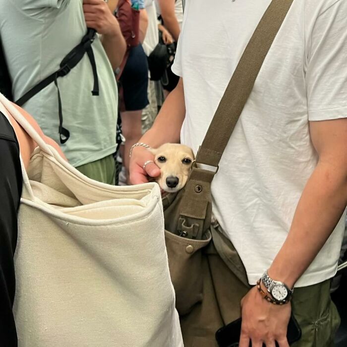 Dogs on the Go: 40 Bagged Pups Ready to Brighten Your Day