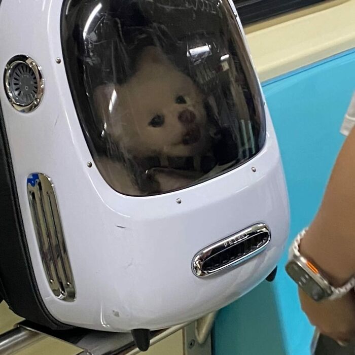 Dogs on the Go: 40 Bagged Pups Ready to Brighten Your Day