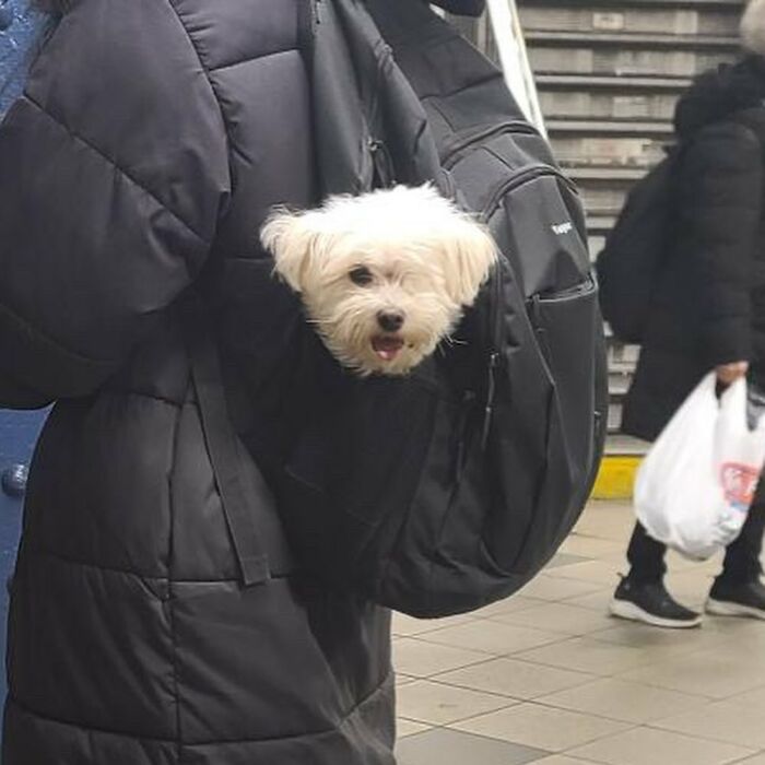 Dogs on the Go: 40 Bagged Pups Ready to Brighten Your Day