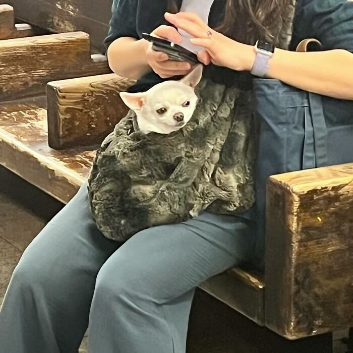 Dogs on the Go: 40 Bagged Pups Ready to Brighten Your Day