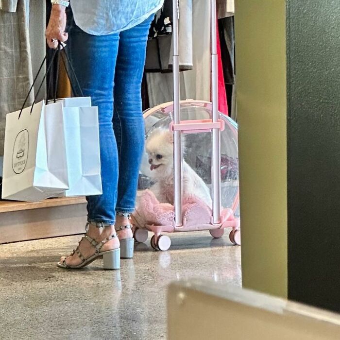Dogs on the Go: 40 Bagged Pups Ready to Brighten Your Day