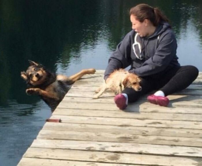 Dog’s Unexpected Tumble