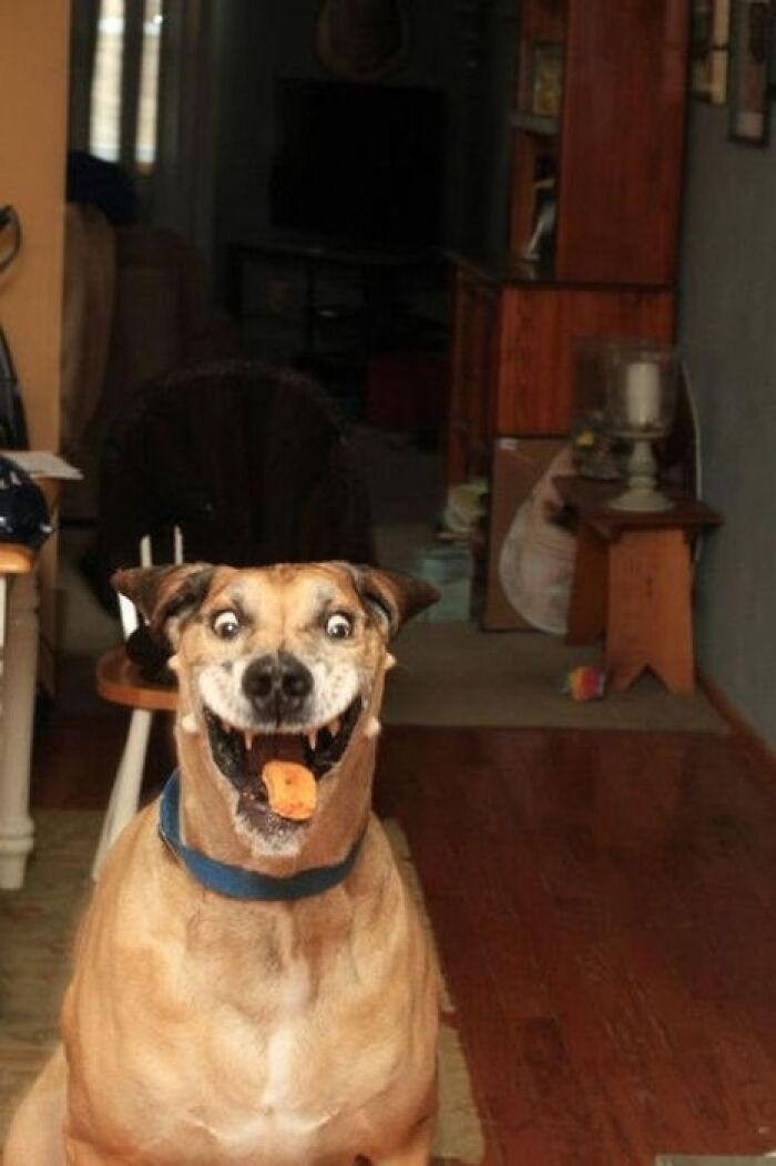 Before The Dog Fell Headfirst Into Chips Addiction