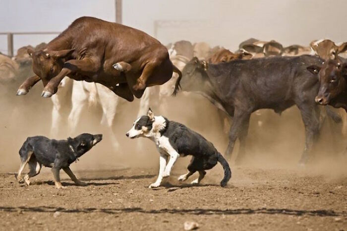 The 50 Pics Capturing Disaster Just Seconds Too Late (It's Hilarious!)