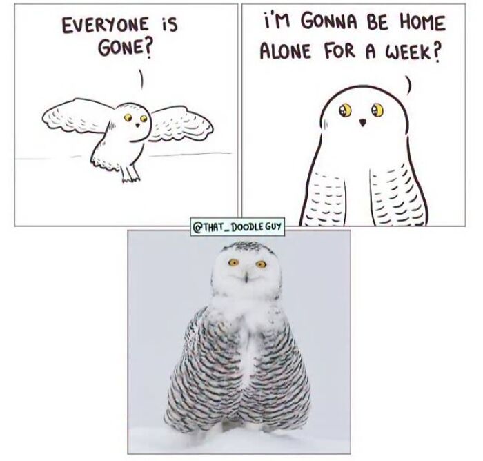 Hilarious Animal Comics That Totally Guess What’s Really Going On
