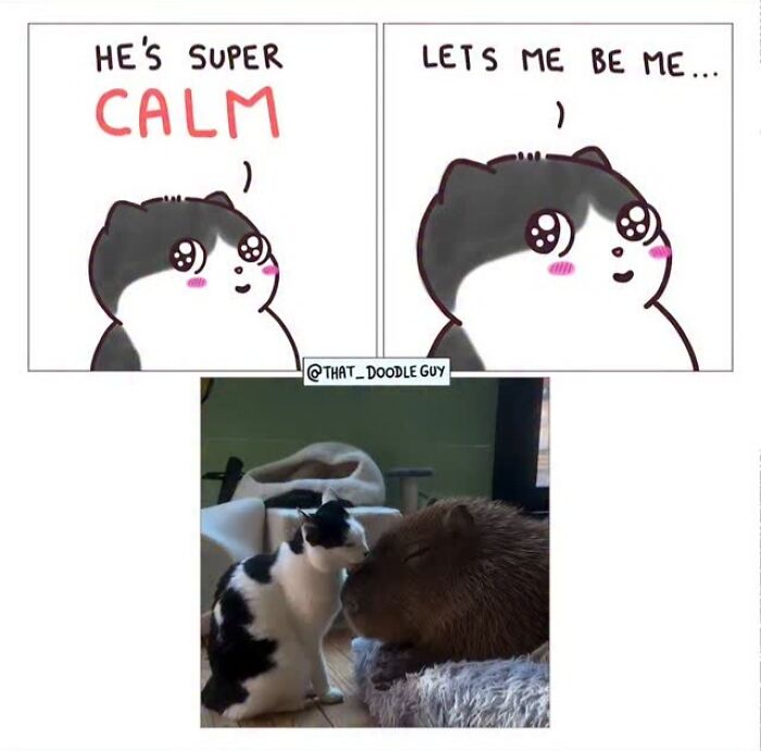 Hilarious Animal Comics That Totally Guess What’s Really Going On
