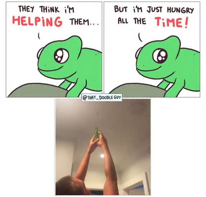 Hilarious Animal Comics That Totally Guess What’s Really Going On