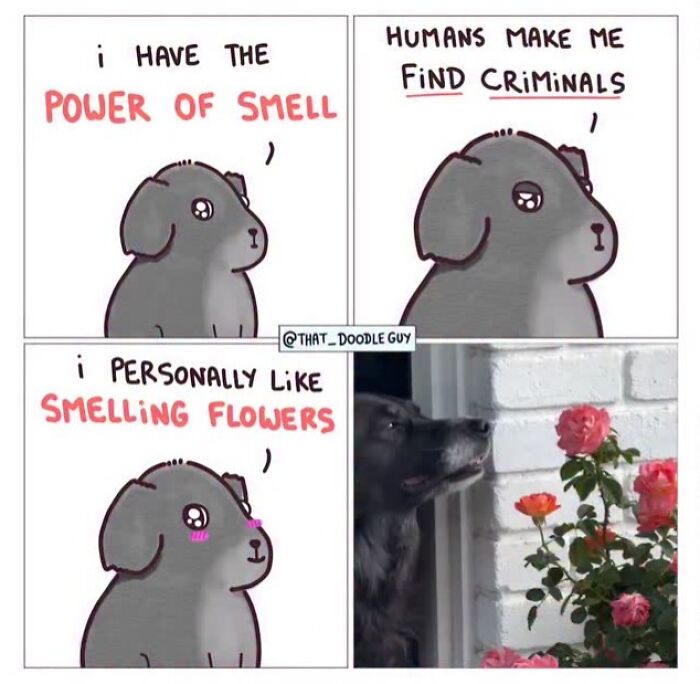 Hilarious Animal Comics That Totally Guess What’s Really Going On
