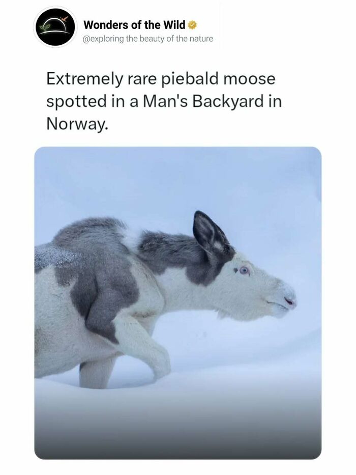 44 Animal Facts That’ll Totally Surprise You