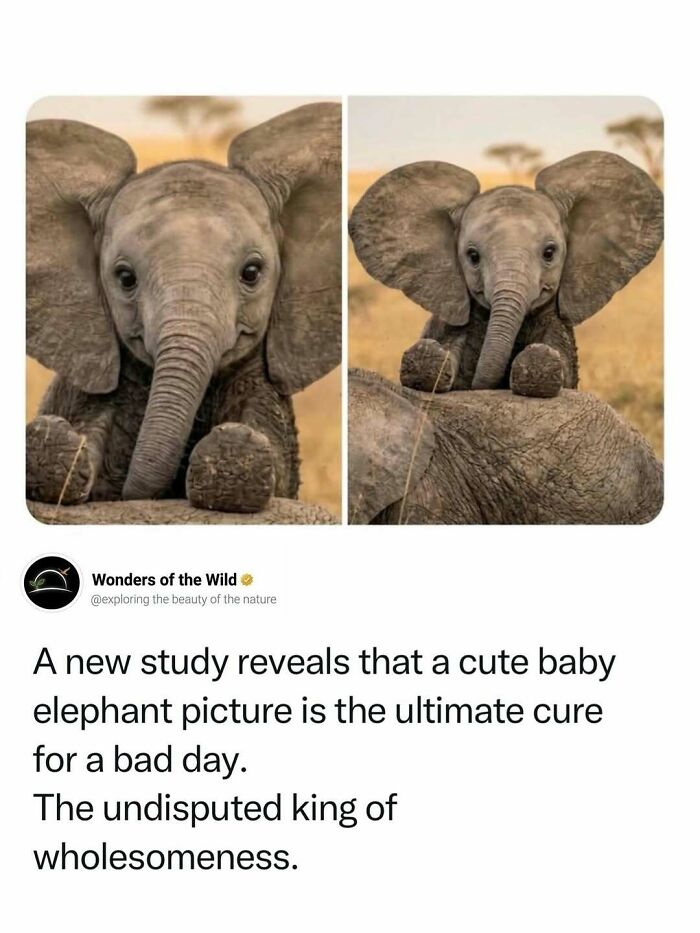 44 Animal Facts That’ll Totally Surprise You