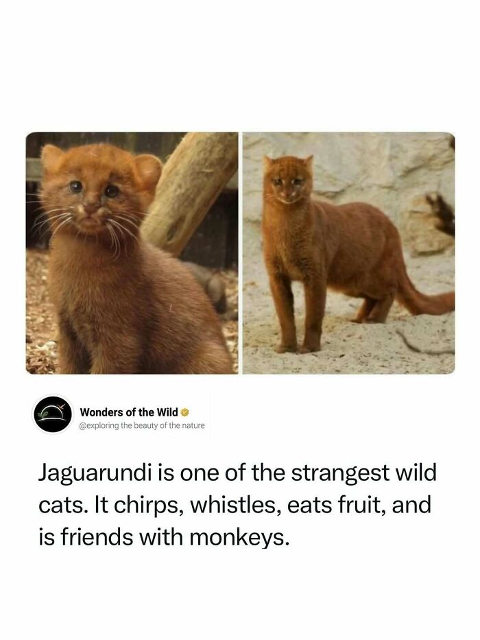 44 Animal Facts That’ll Totally Surprise You