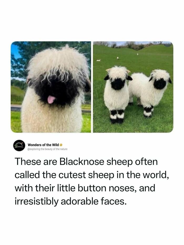 44 Animal Facts That’ll Totally Surprise You