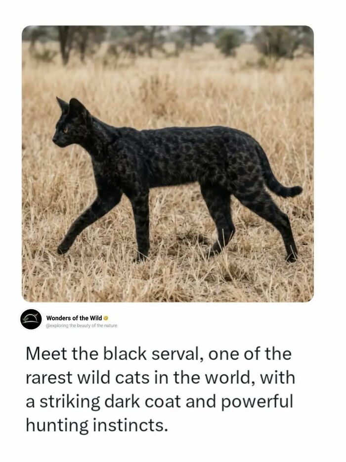 44 Animal Facts That’ll Totally Surprise You