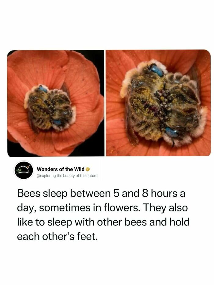 44 Animal Facts That’ll Totally Surprise You