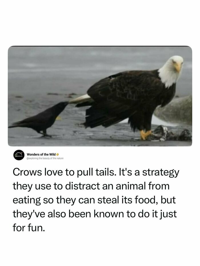 44 Animal Facts That’ll Totally Surprise You