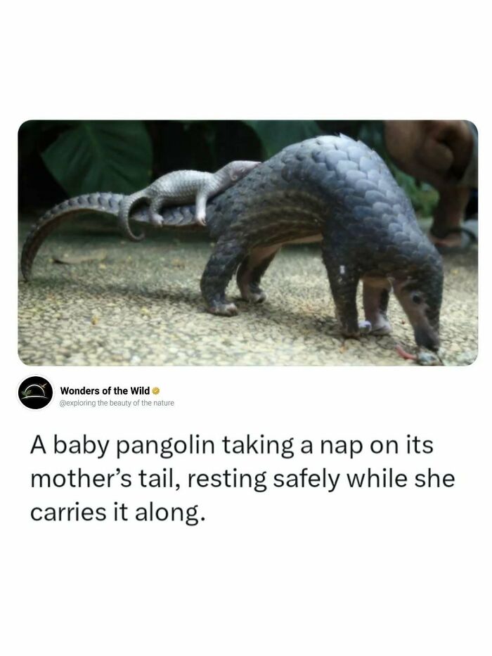 44 Animal Facts That’ll Totally Surprise You