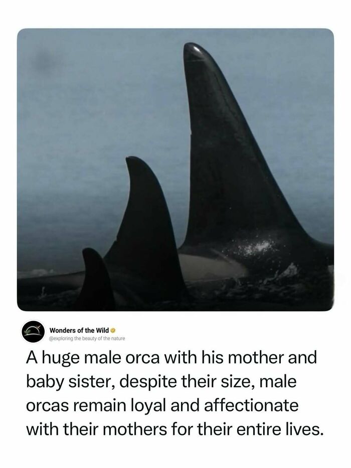 44 Animal Facts That’ll Totally Surprise You
