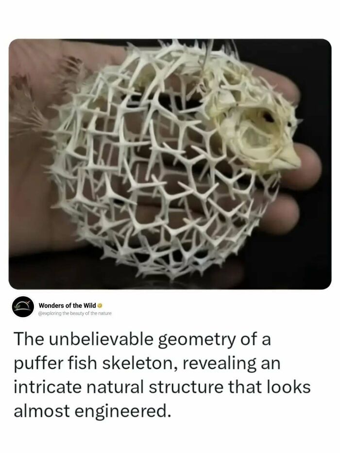 44 Animal Facts That’ll Totally Surprise You