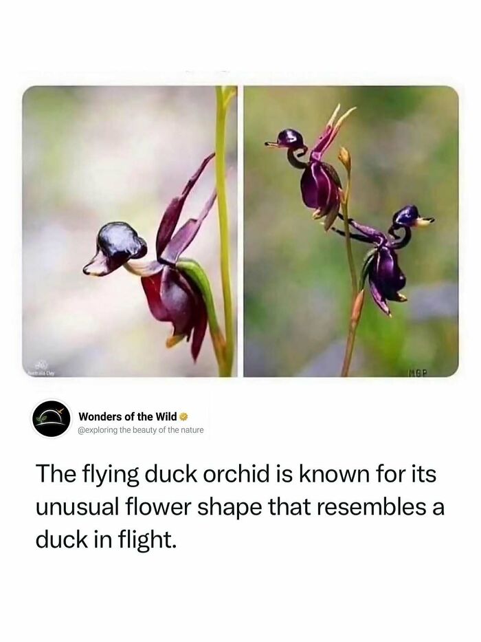44 Animal Facts That’ll Totally Surprise You