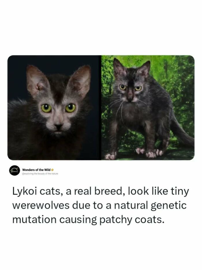 44 Animal Facts That’ll Totally Surprise You