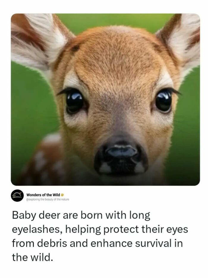 44 Animal Facts That’ll Totally Surprise You