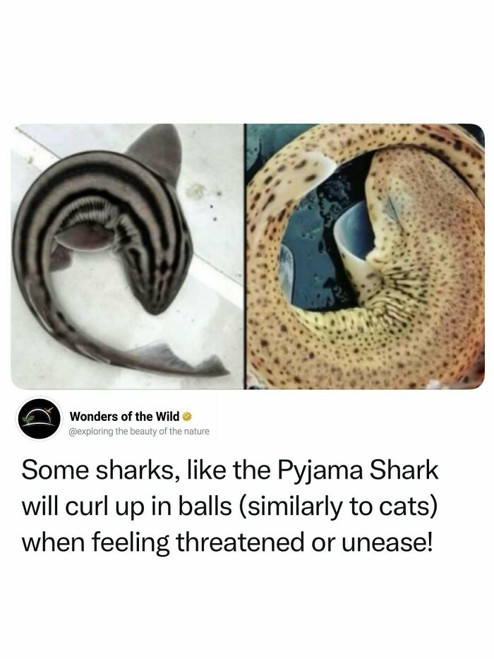 44 Animal Facts That’ll Totally Surprise You