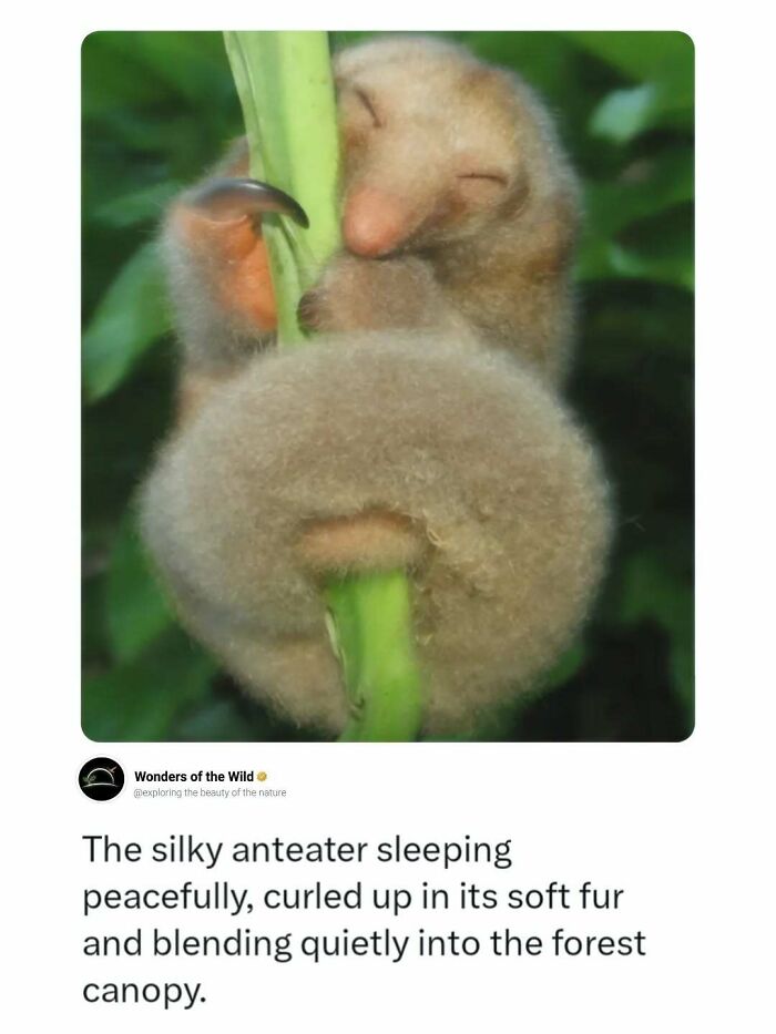 44 Animal Facts That’ll Totally Surprise You